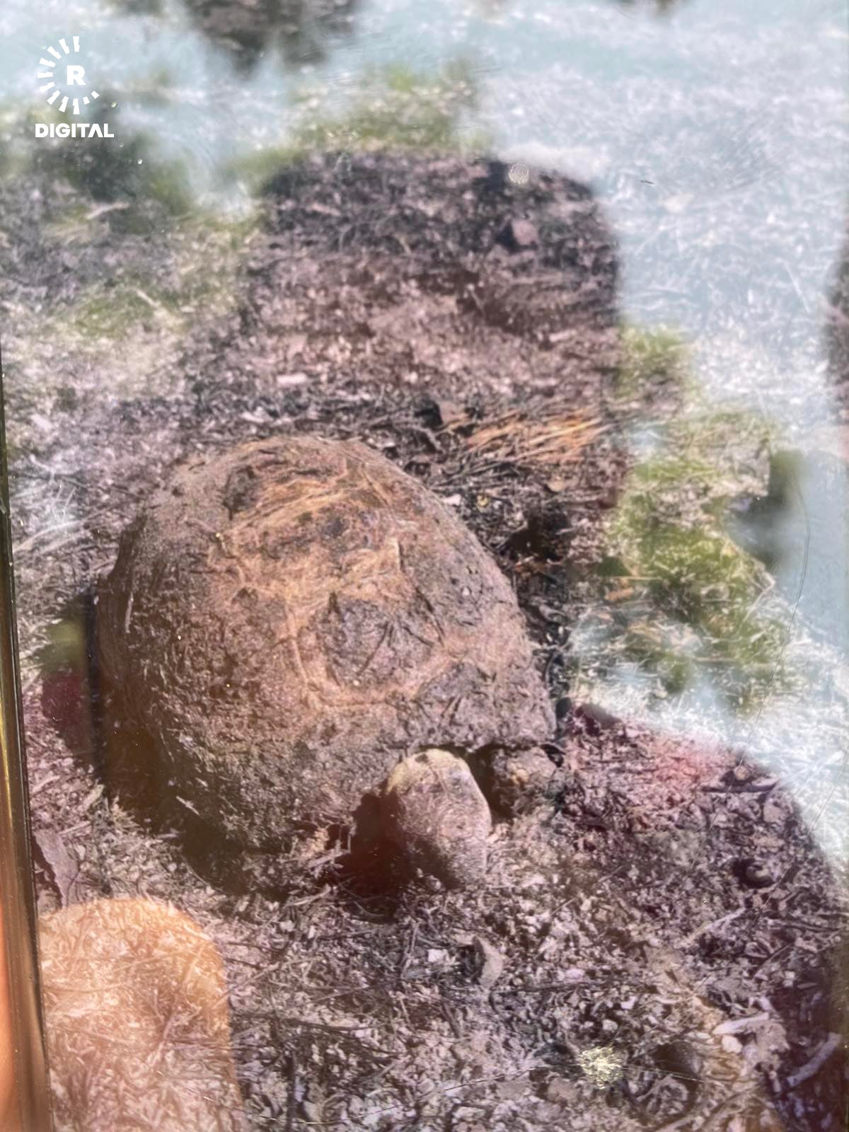 کیسەڵێک کە بەهۆی ئاگرەکە سووتاوە و مردار بووە